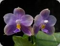 Phal. Eddy Liuli x Mituo 24 Solar Terms Blue Scales